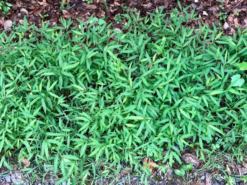 Japanese Stiltgrass Crowds Out Native Ground Plants
