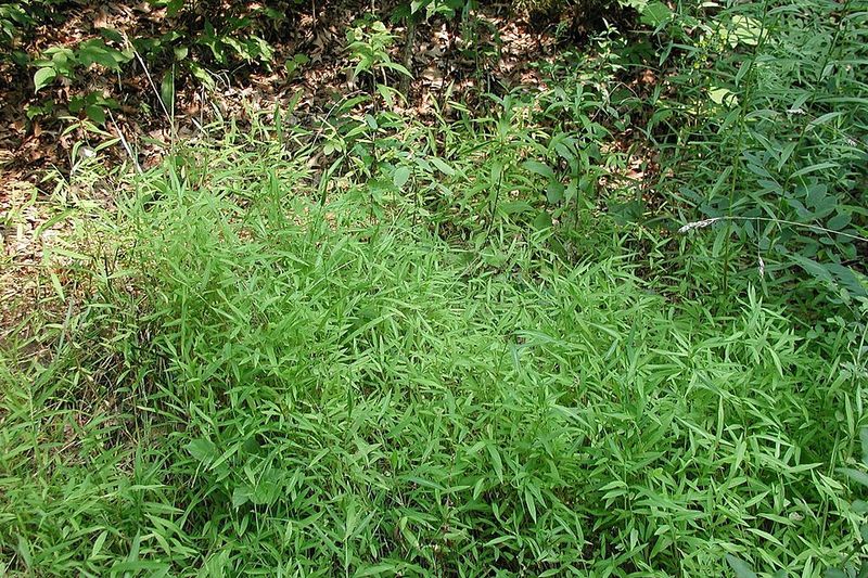 Japanese Stiltgrass (Microstegium Vimineum) Japanese Stiltgrass (Microstegium Vimineum)