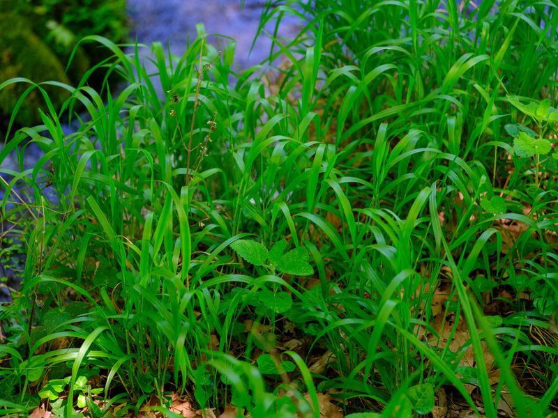 Japanese Stiltgrass (Microstegium Vimineum)
