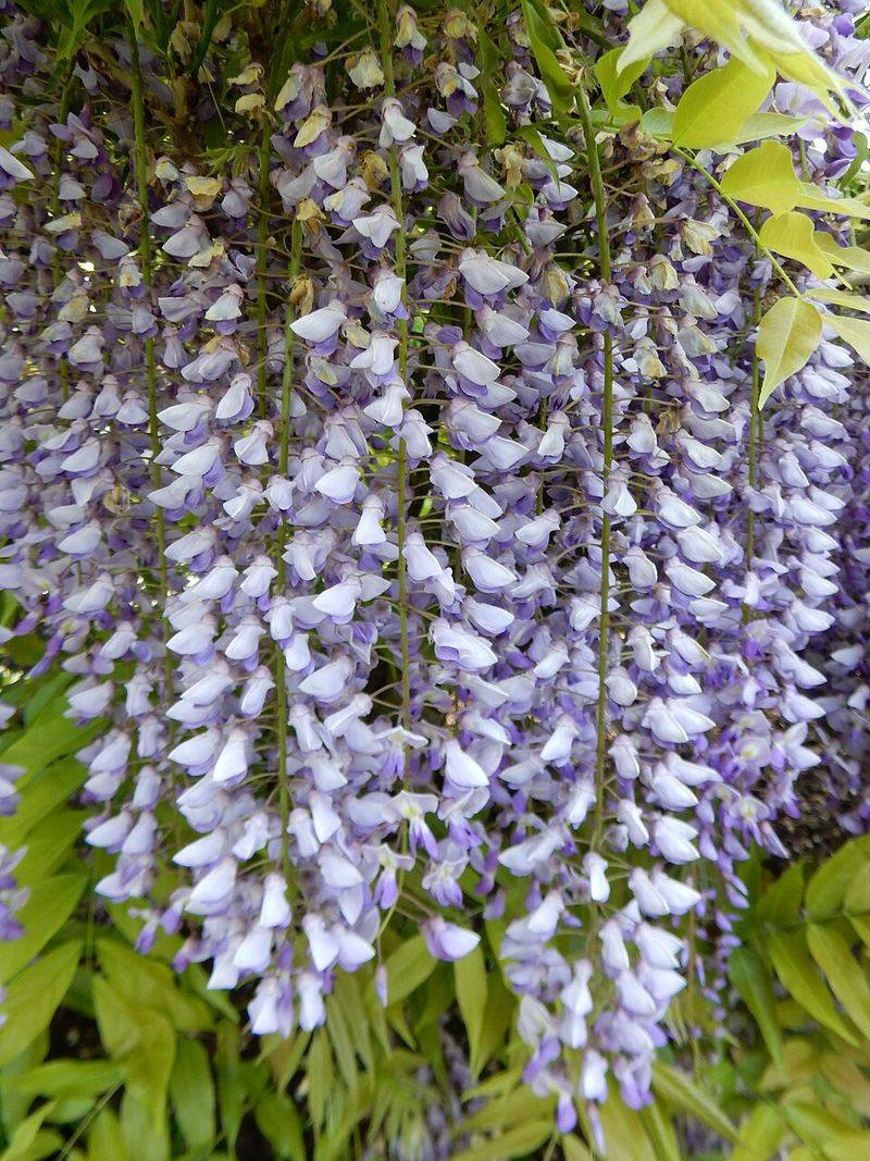 Japanese Wisteria Creates Heavy Tangled Growth