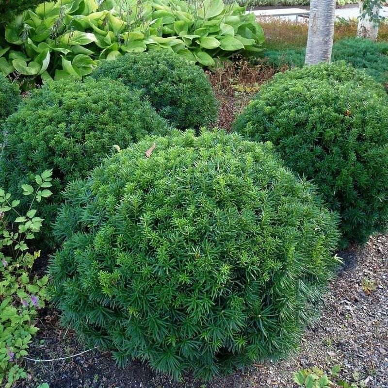 Japanese Yew Japanese Yew