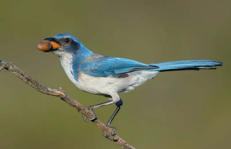 Jays Are Caching Food For Later