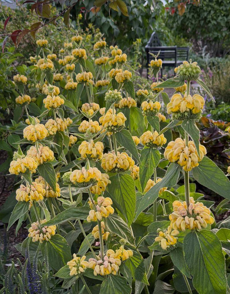 Jerusalem Sage Brings Structure To Dry Beds Jerusalem Sage Brings Structure To Dry Beds
