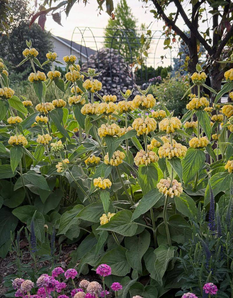 Jerusalem Sage Bulks Up Fast With Big Silver Leaves