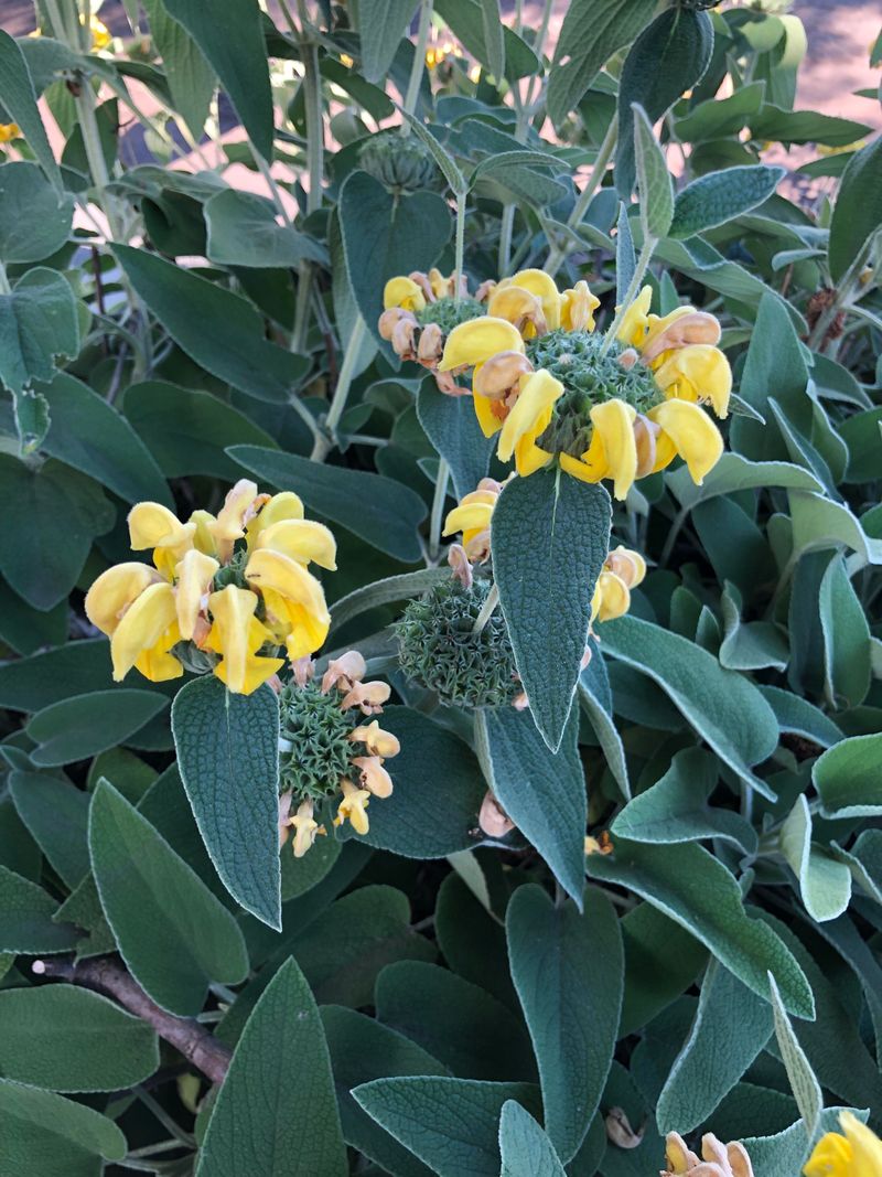 Jerusalem Sage Jerusalem Sage