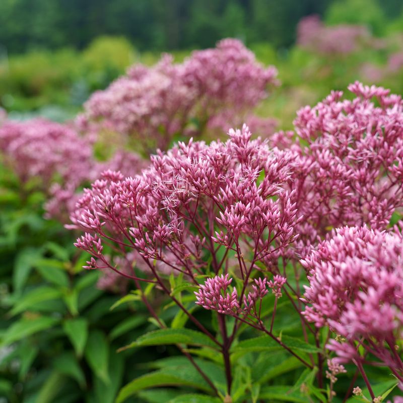 Joe-Pye Weed Joe-Pye Weed