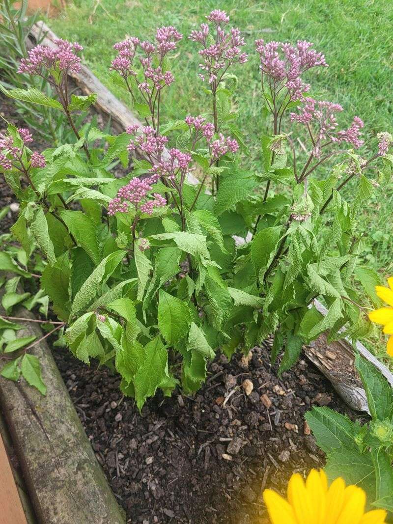 Joe Pye Weed Adds Tall Late Nectar