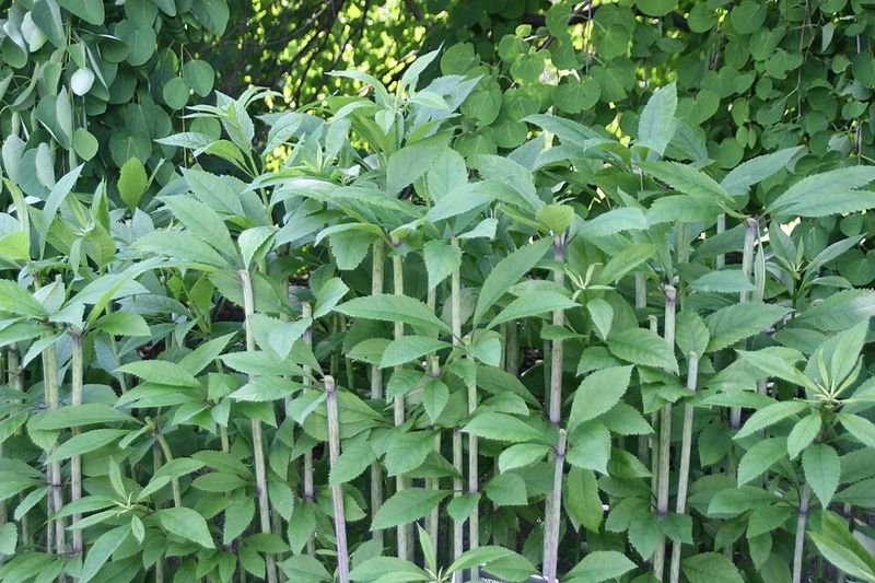 Joe-Pye Weed Looks Plain Before Bloom Joe-Pye Weed Looks Plain Before Bloom