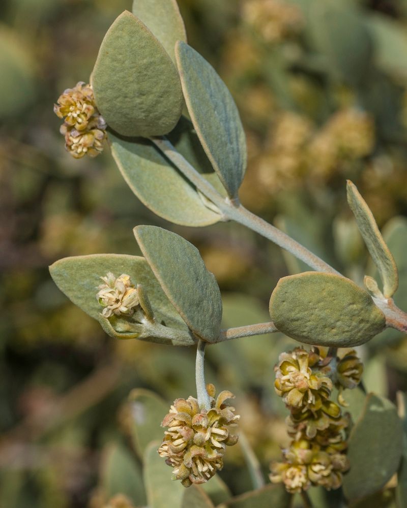 Jojoba Adapts Well To Long Dry Summers