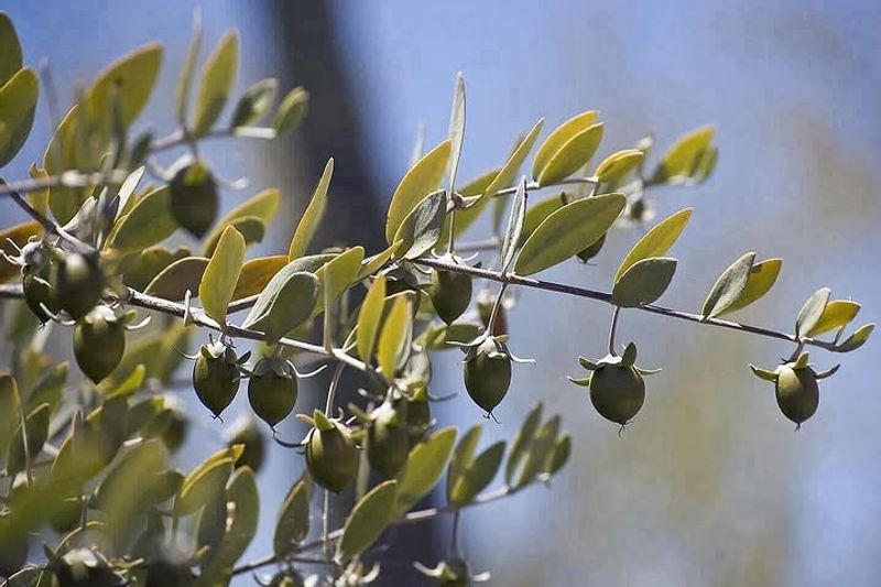 Jojoba Fits Low-Water Landscapes With Ease Jojoba Fits Low-Water Landscapes With Ease