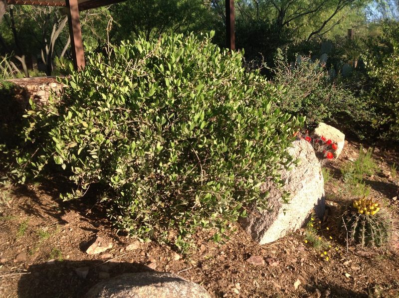 Jojoba Holds Its Color Year Round
