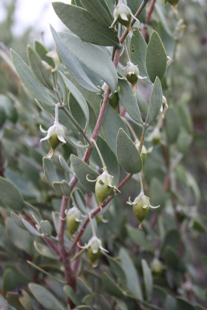 Jojoba Offers Low-Water Evergreen Screening Jojoba Offers Low-Water Evergreen Screening