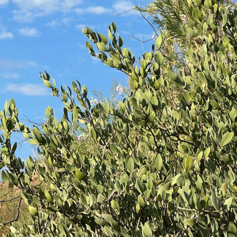 Jojoba Provides Privacy With Minimal Water Jojoba Provides Privacy With Minimal Water