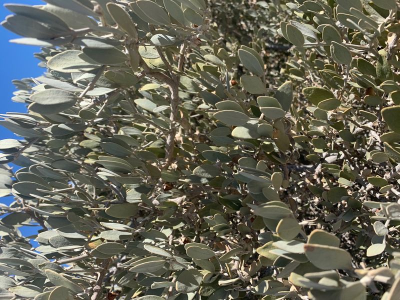 Jojoba Tolerates Conditions Near Buildings And Fences