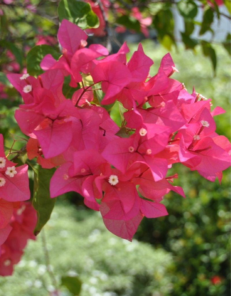 Juanita Hatten Fits Smaller Garden Spaces Juanita Hatten Fits Smaller Garden Spaces