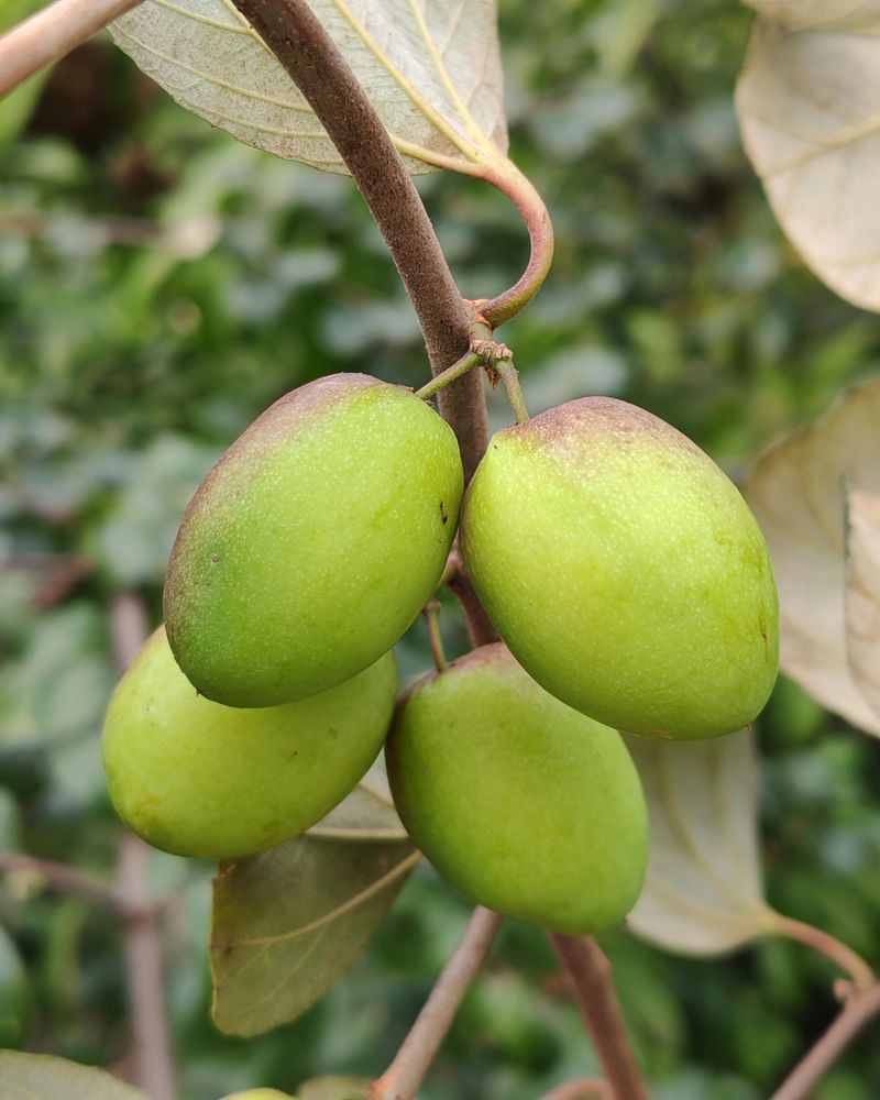 Jujube