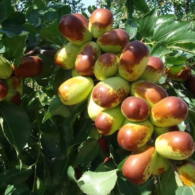 Jujube Handles Tough Summer Conditions
