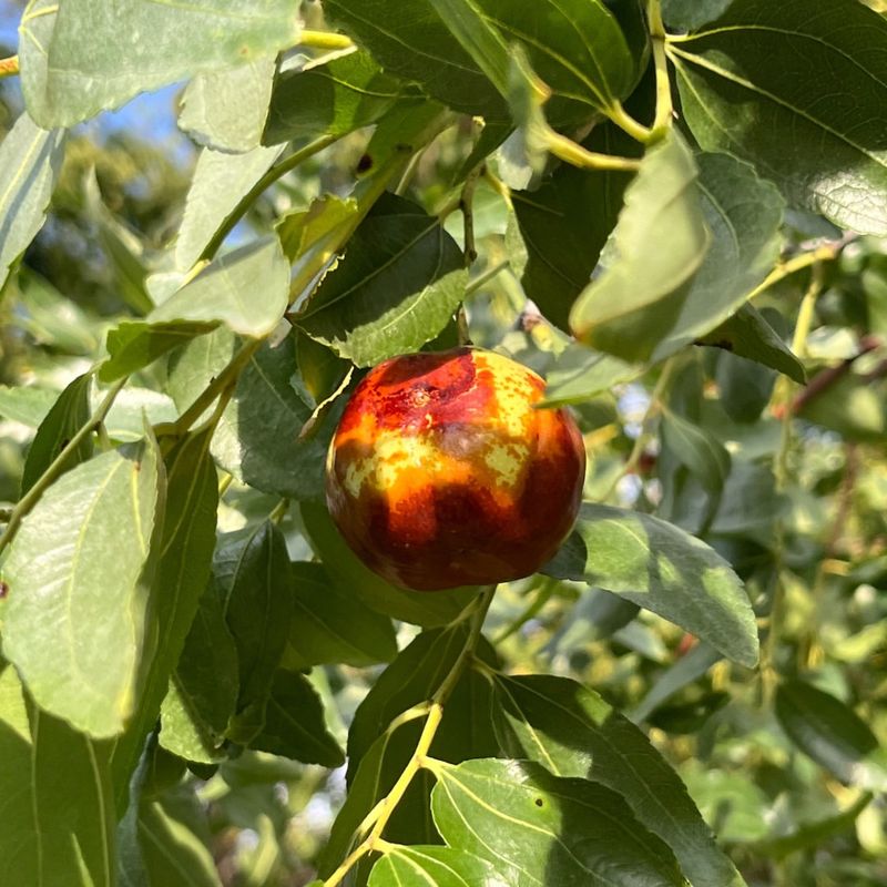Jujube