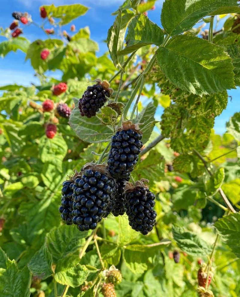 July Also Brings Marionberries And Boysenberries