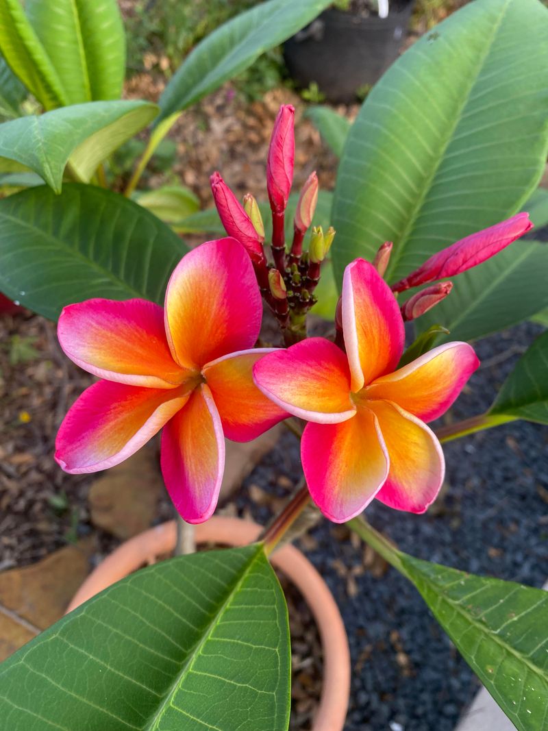 July Feeding Keeps Plumeria Blooms Coming July Feeding Keeps Plumeria Blooms Coming