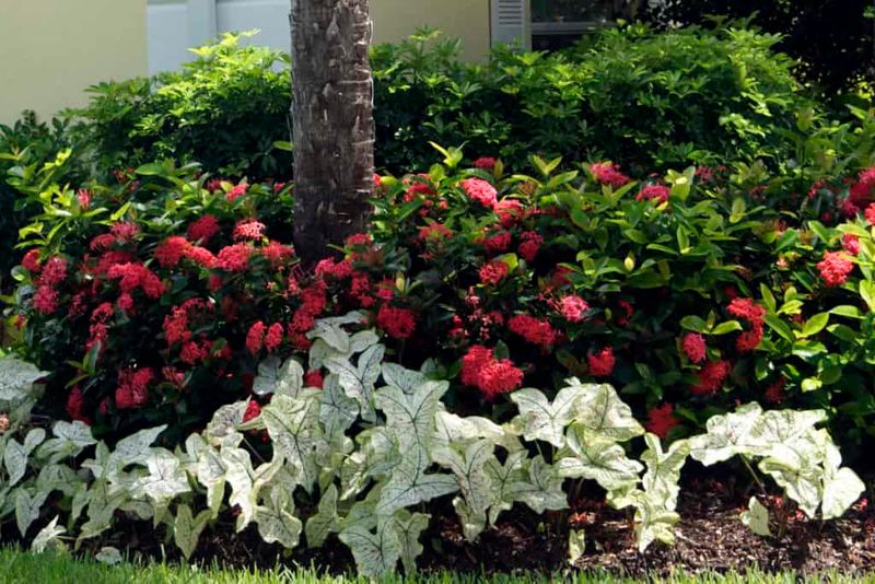 July Heat Pushes Tampa Plants Past Their Limit July Heat Pushes Tampa Plants Past Their Limit