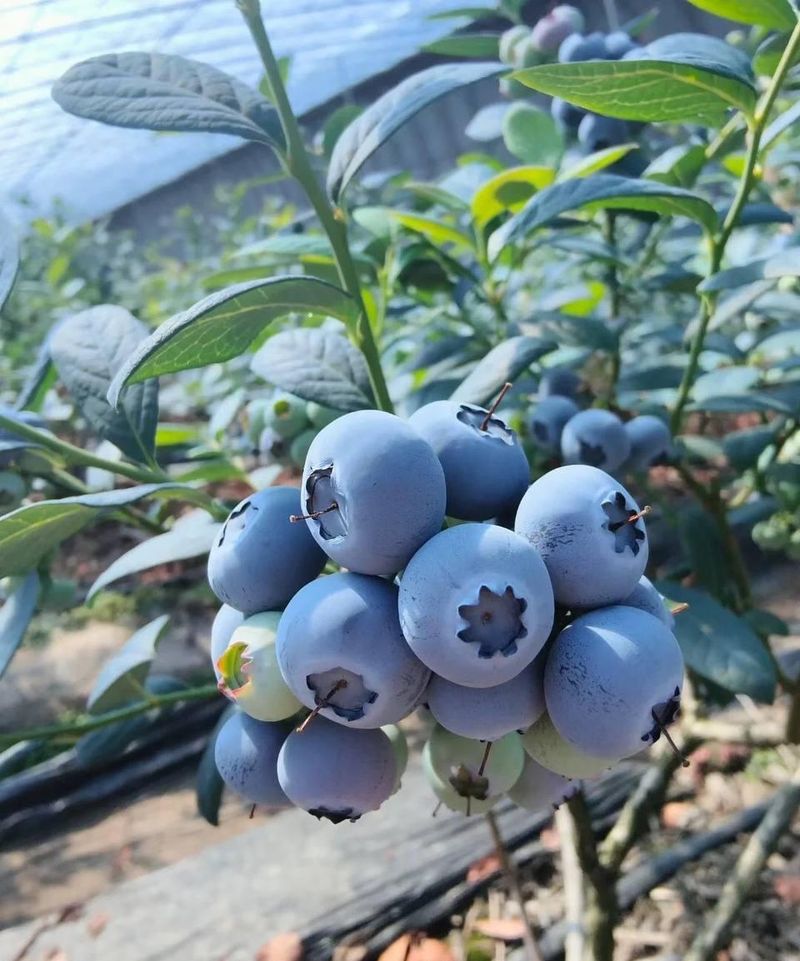 July Is Prime Time For Blueberries