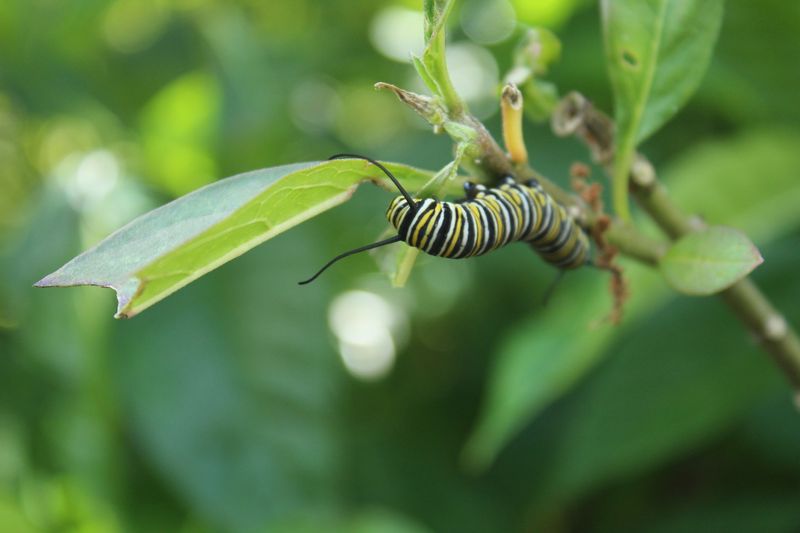 July Milkweed Feeds The Caterpillars That Need It Most July Milkweed Feeds The Caterpillars That Need It Most