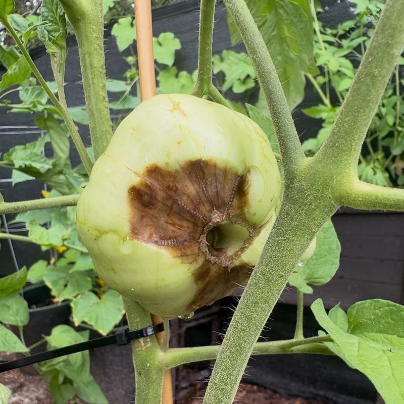 July Moisture Swings Cause The Biggest Problem