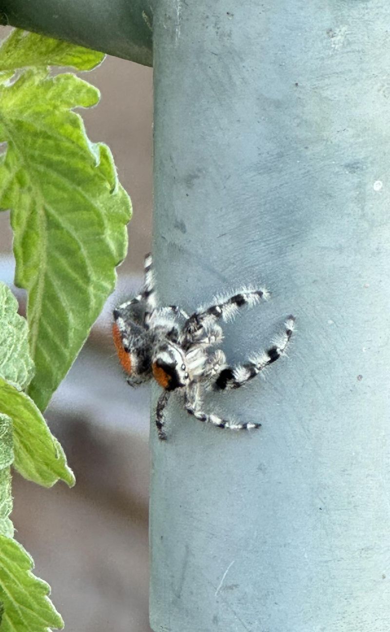 Jumping Spiders Are Common In California Gardens Jumping Spiders Are Common In California Gardens