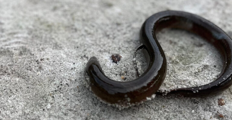 Jumping Worms Are Invading Indiana Gardens And Here Is How To Spot Them