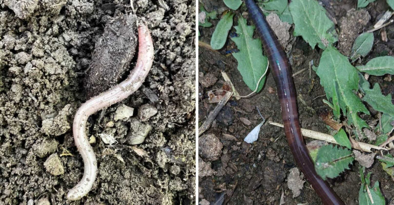 Jumping Worms Are Taking Over Tennessee Gardens, And The Signs Are Hard To Miss