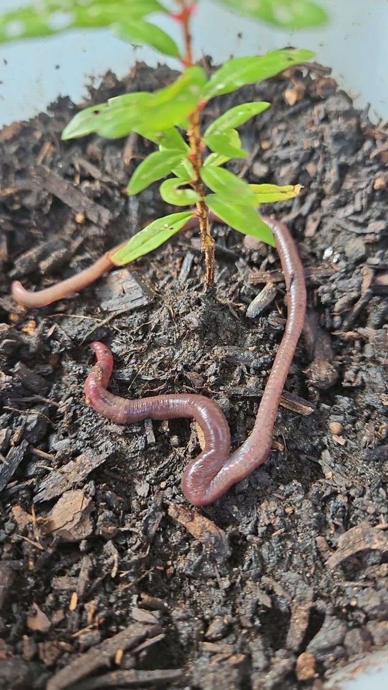 Jumping Worms Continue To Spread Across Missouri Jumping Worms Continue To Spread Across Missouri