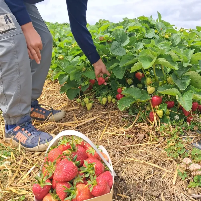 June Bearing Strawberries Have A Short Main Season