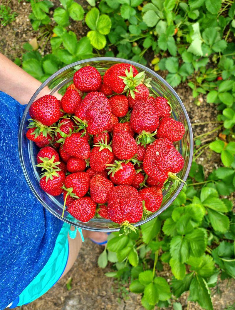 June Brings Peak Oregon Strawberry Season