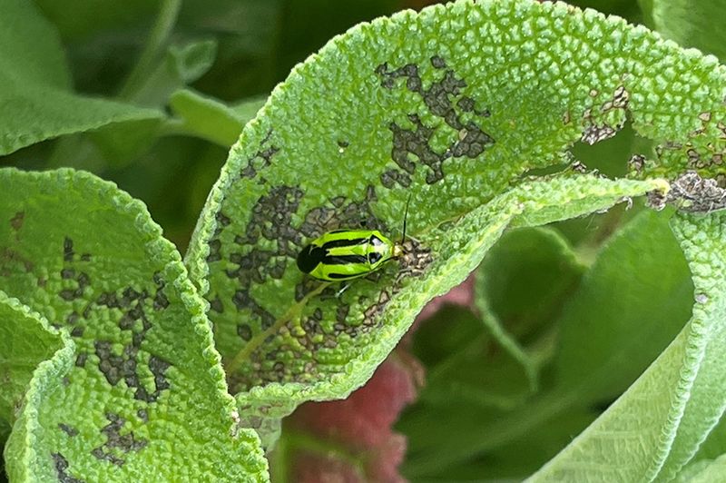 June Feeding Makes Healthy Hostas Look Diseased Fast