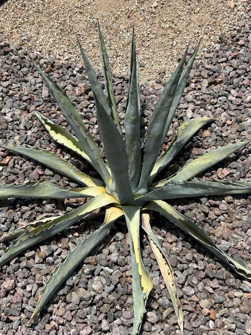 June Heat Changes How Desert Succulents Use Water June Heat Changes How Desert Succulents Use Water
