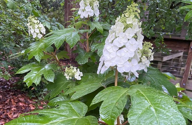 June Heat Dries Soil Faster Than Many Gardeners Expect June Heat Dries Soil Faster Than Many Gardeners Expect