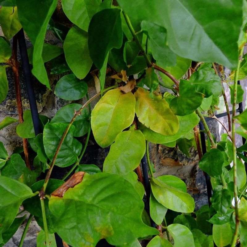 June Heat Exposes Watering Problems