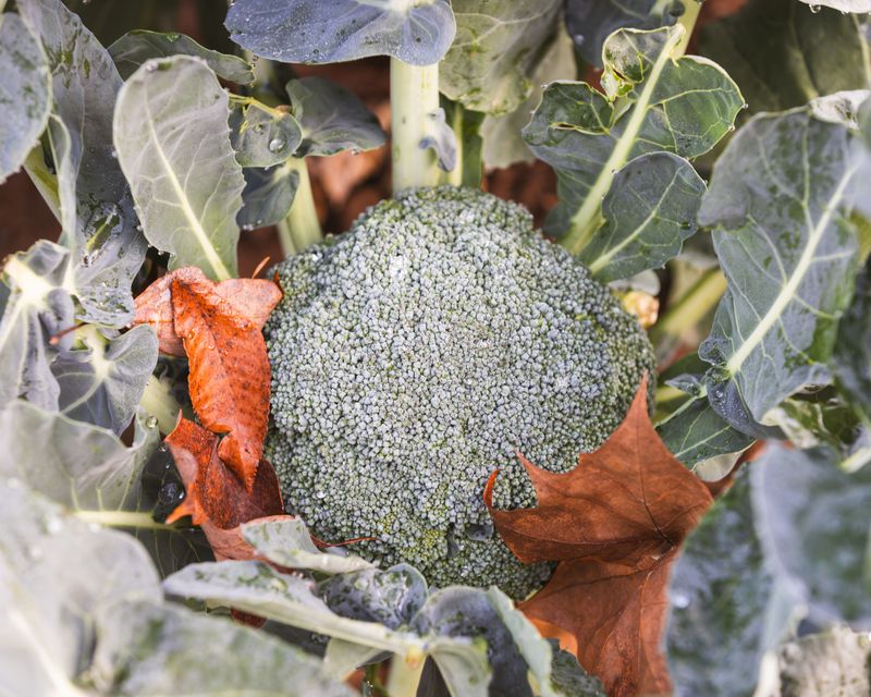 June Is Actually Your Last Window For A Full Fall Harvest