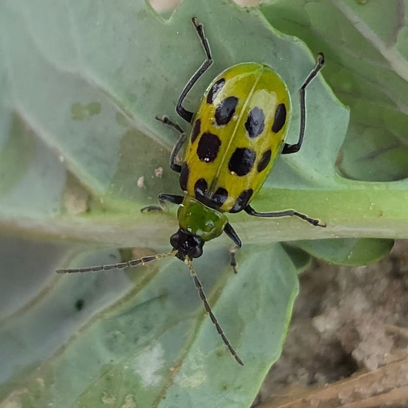 June Is Cucumber Beetle Watch Time In North Carolina June Is Cucumber Beetle Watch Time In North Carolina