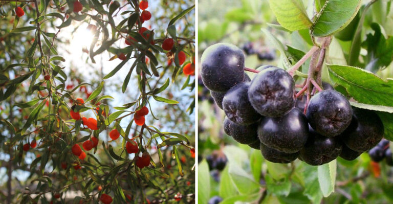 June Is Not Too Late To Plant These 8 Berries In Tennessee
