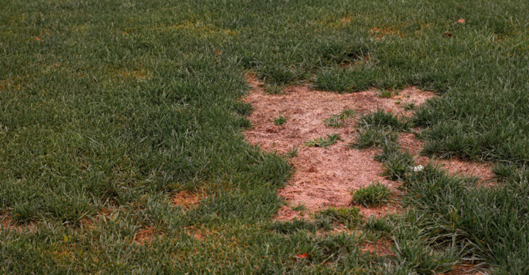 June Is Turning Kentucky Lawns Brown And The Fix Is Simpler Than You Think