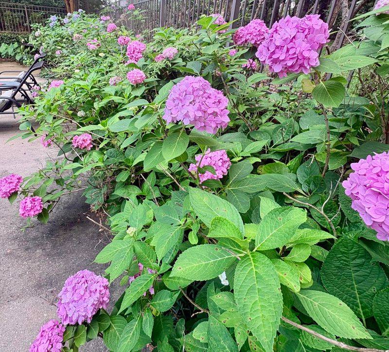 June Pruning Can Cost You An Entire Summer Of Blooms June Pruning Can Cost You An Entire Summer Of Blooms