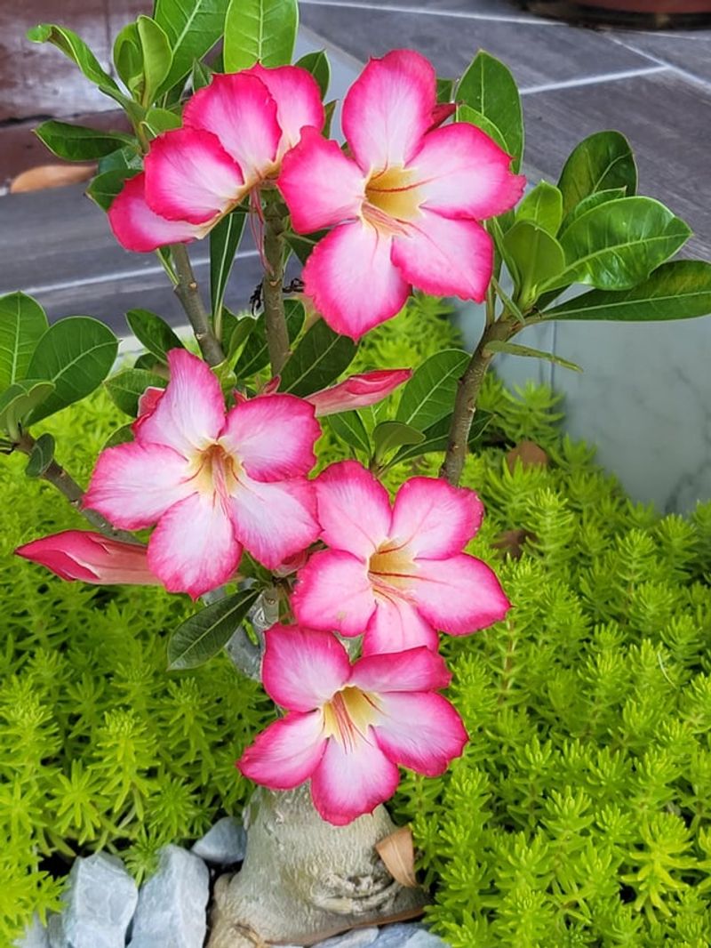 June Rain Should Not Replace Sunlight