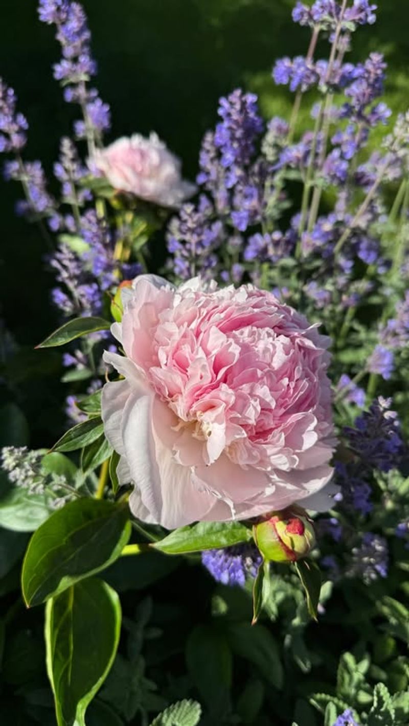 June Sunlight Helps Fuel Next Year's Blooms