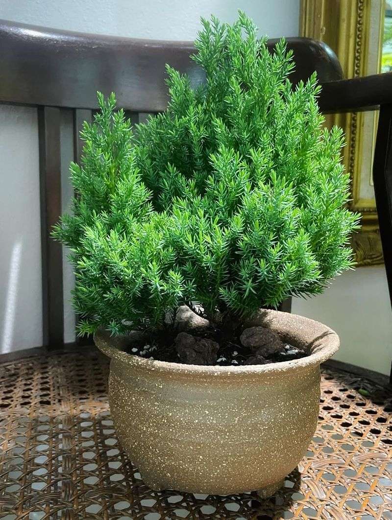Juniper 