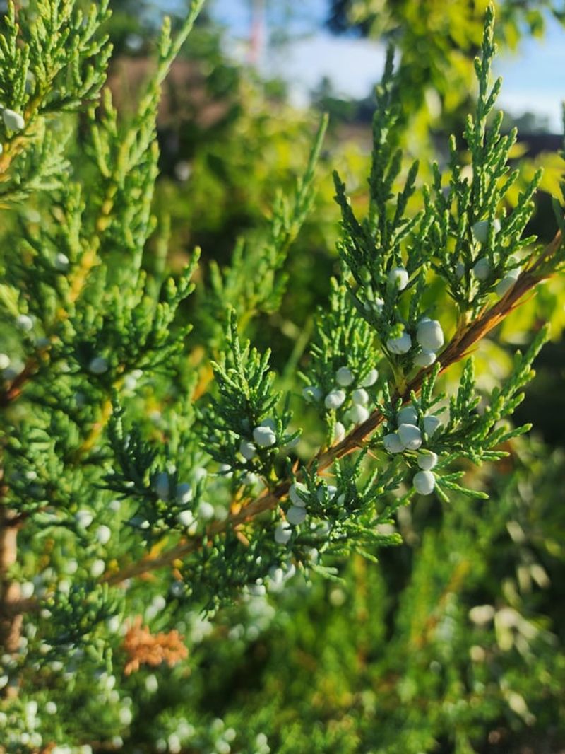 Juniper