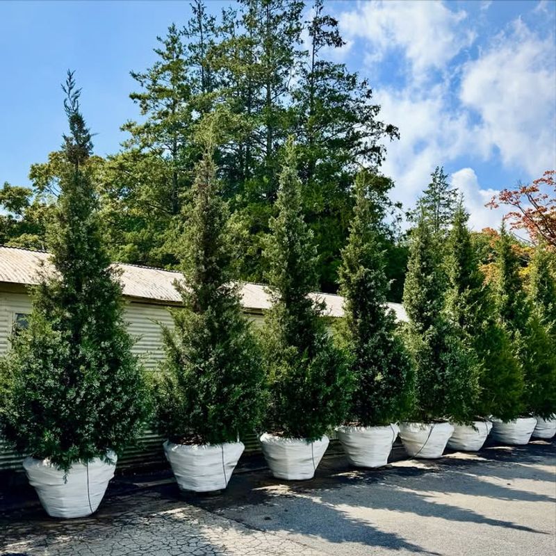 Juniper (Juniperus Spp.)