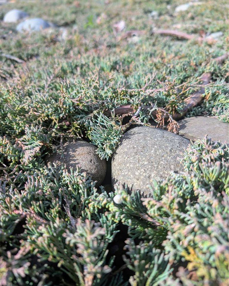 Juniper (Juniperus Spp., Low Varieties)