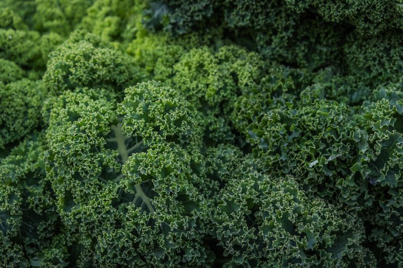 Kale